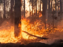 pożar lasu Straż Pożarna