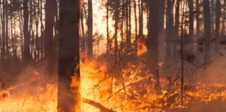 pożar lasu Straż Pożarna