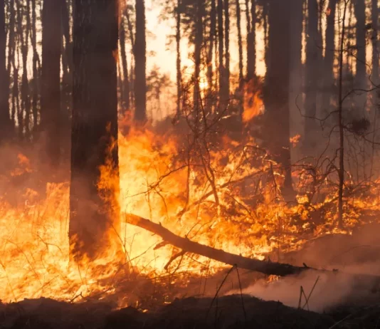 pożar lasu Straż Pożarna